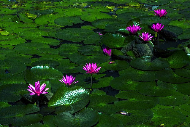 Re-Minding- The Gifts of a Mindfulness Practice