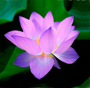 Enter into Stillness