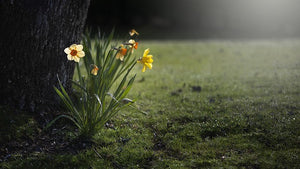March 2015 Newsletter