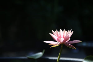 The Lotus